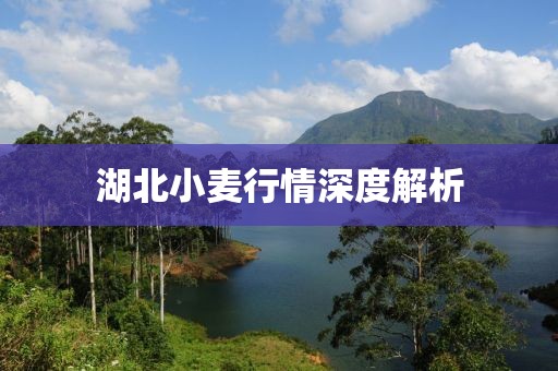 湖北小麦行情深度解析