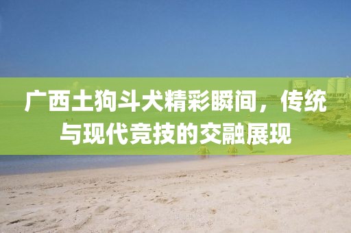 广西土狗斗犬精彩瞬间，传统与现代竞技的交融展现