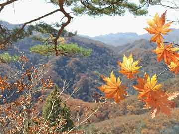 澳门一肖一码一待一中：19-32-23-39-20-2特别号码：16