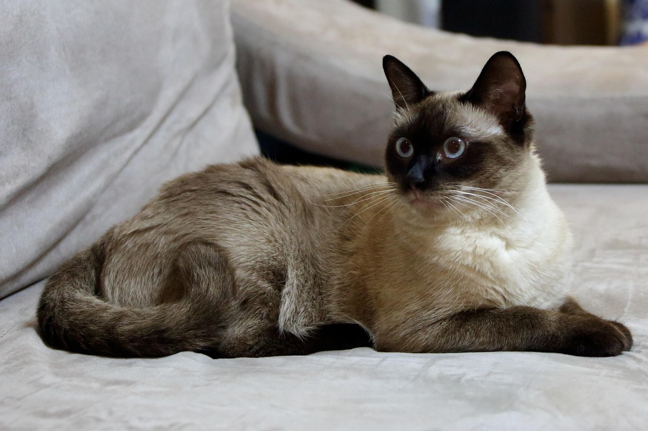 橘猫价格探讨，影响价格的因素分析