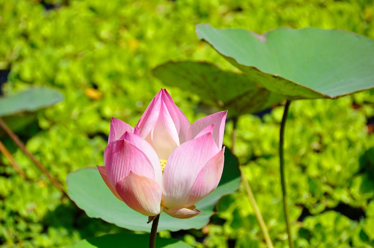 桃花电视剧，荧屏魅力与情感深度的绽放