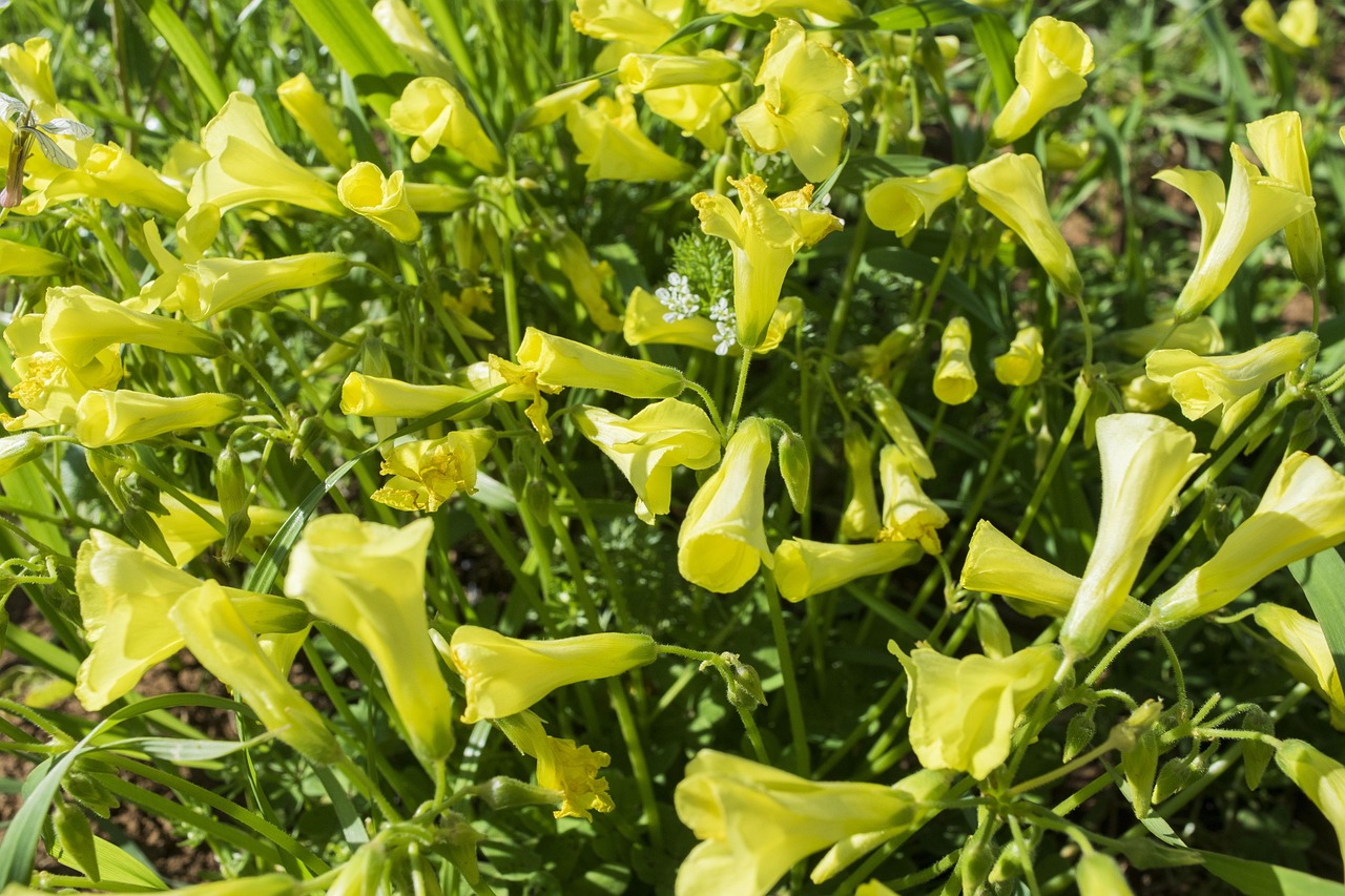 2017年桂花行情深度分析