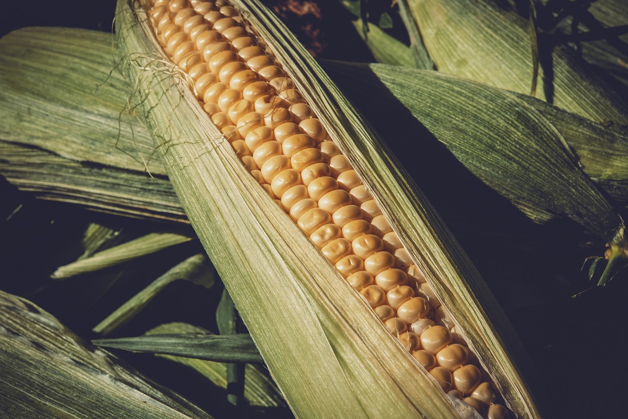 金乡鲜蒜苔价格行情深度分析，最新价格走势与趋势预测