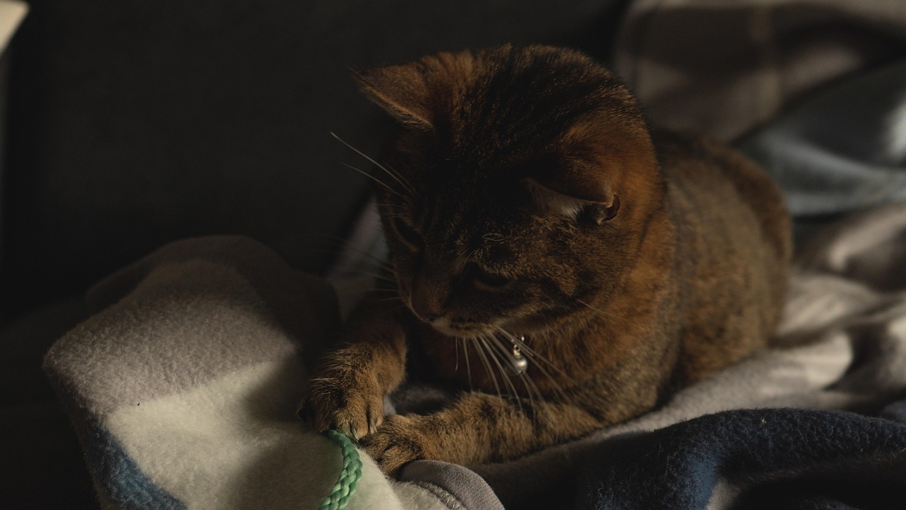 YY小猫新视频，萌态尽显，猫趣无穷