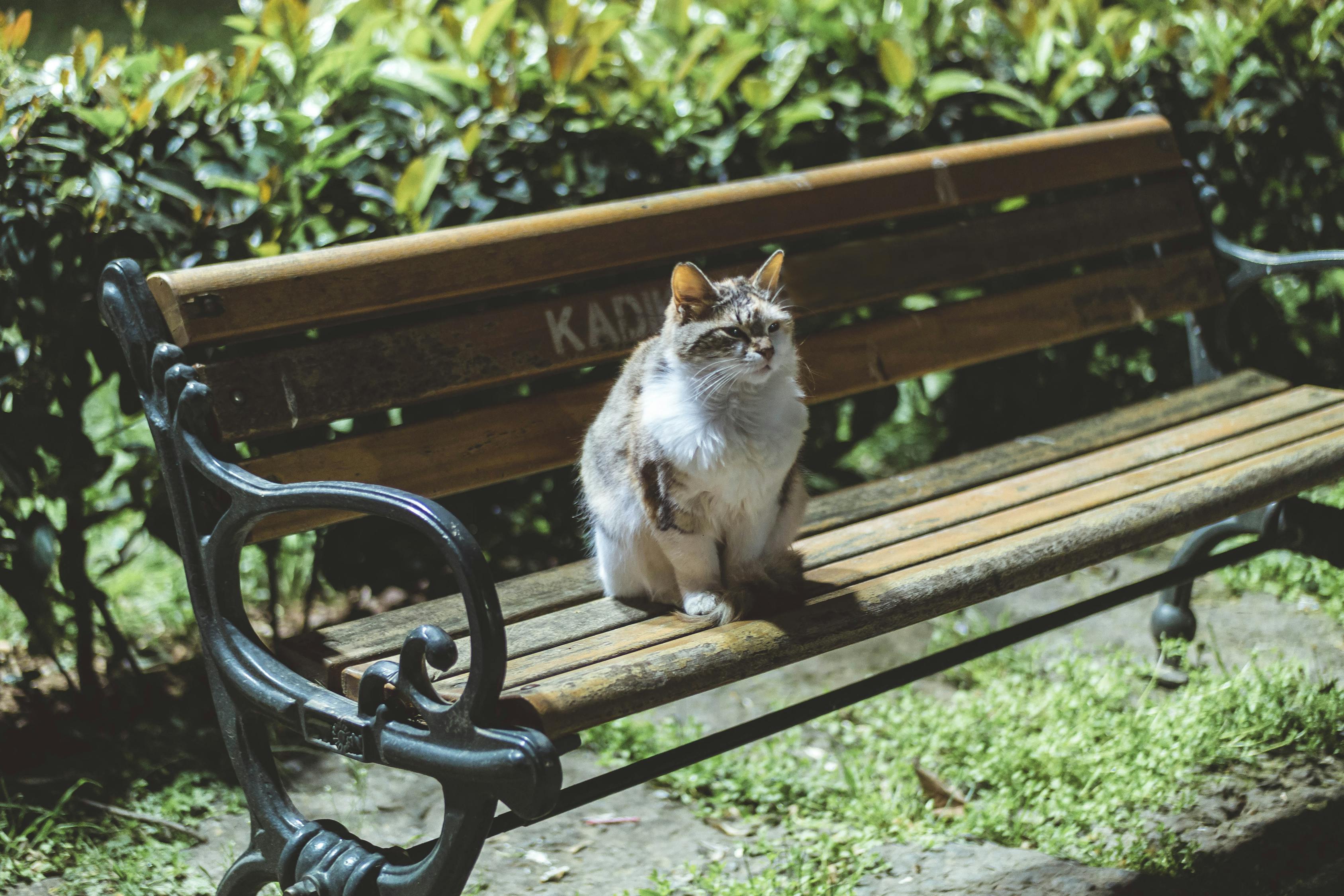 猫咪大战争最新版下载攻略，体验分享与下载指南