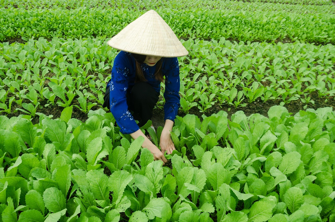 越南海阳电厂最新动态，区域合作新篇章与持续发展的推动力