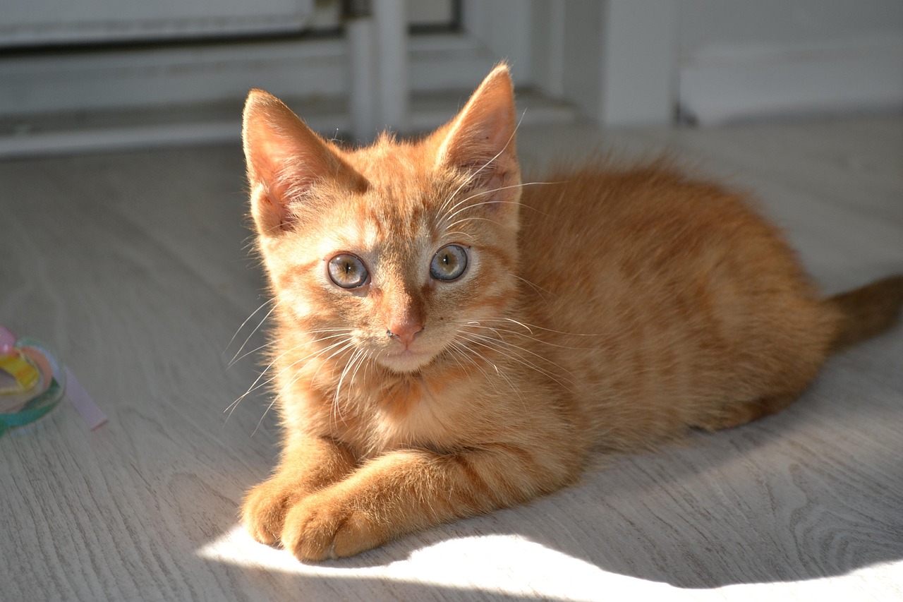 猫咪近期动态，探索喵星人的快乐时光