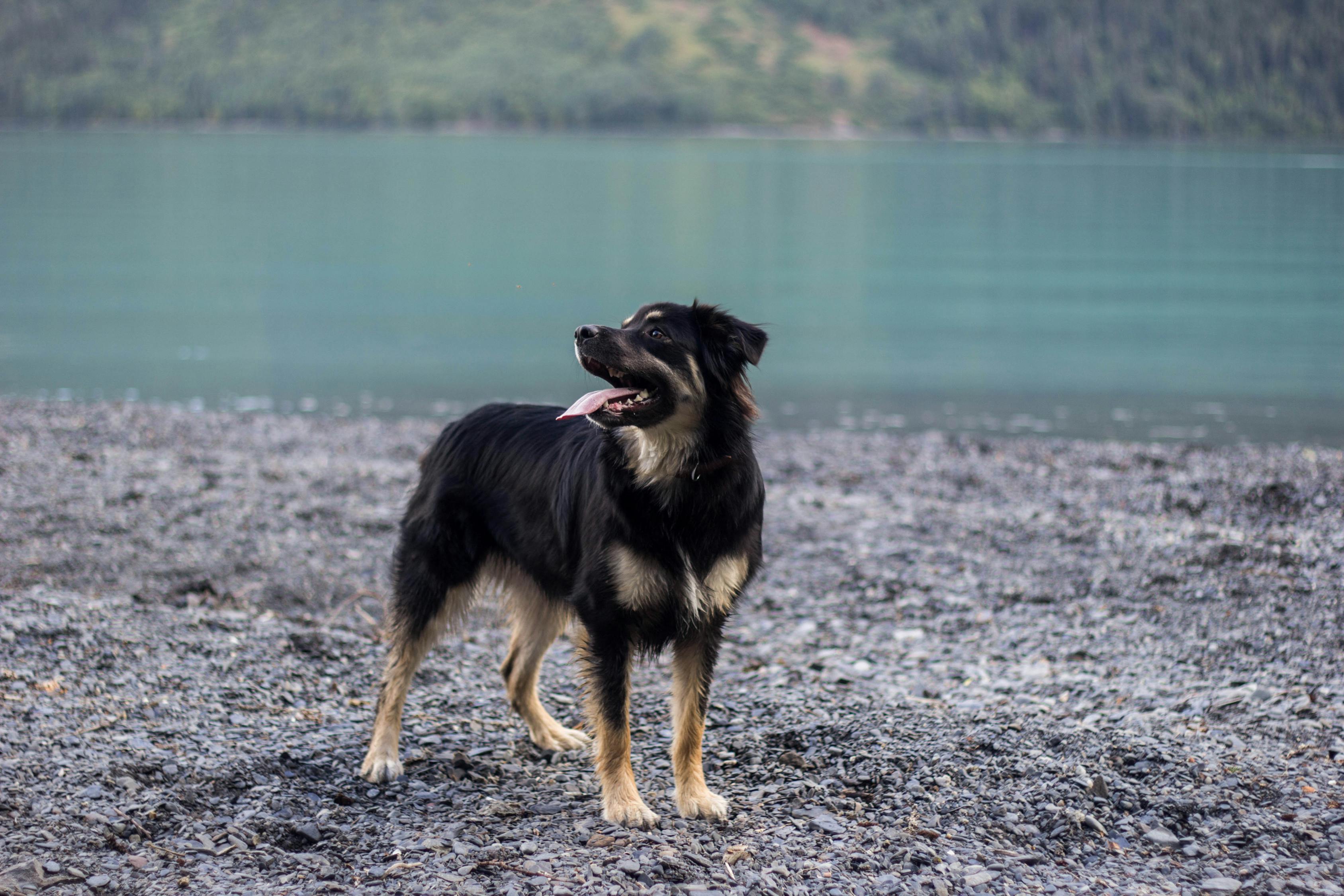 最新犬类品种介绍大全