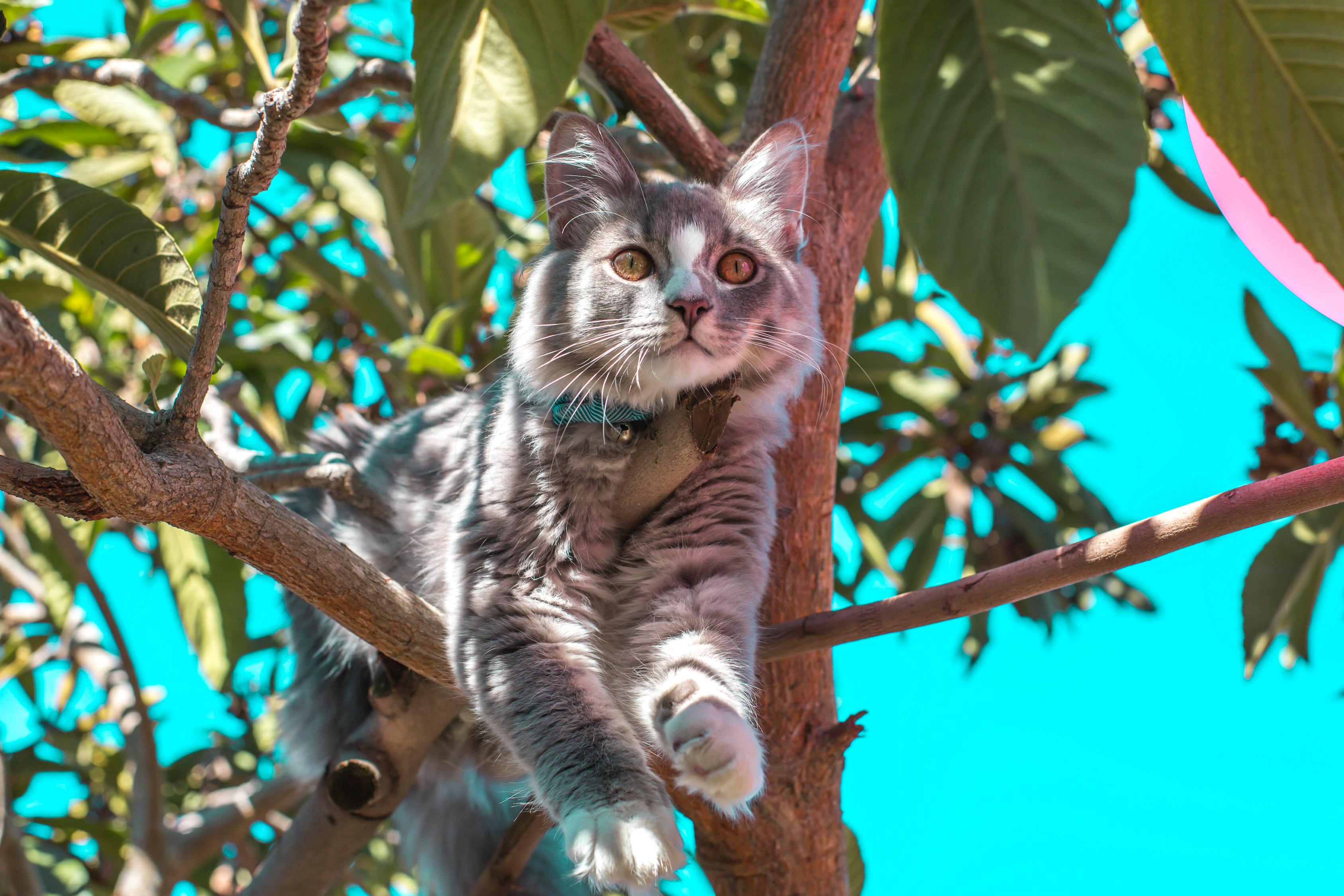 最新猫咪动态，萌宠时尚潮流的焦点关注