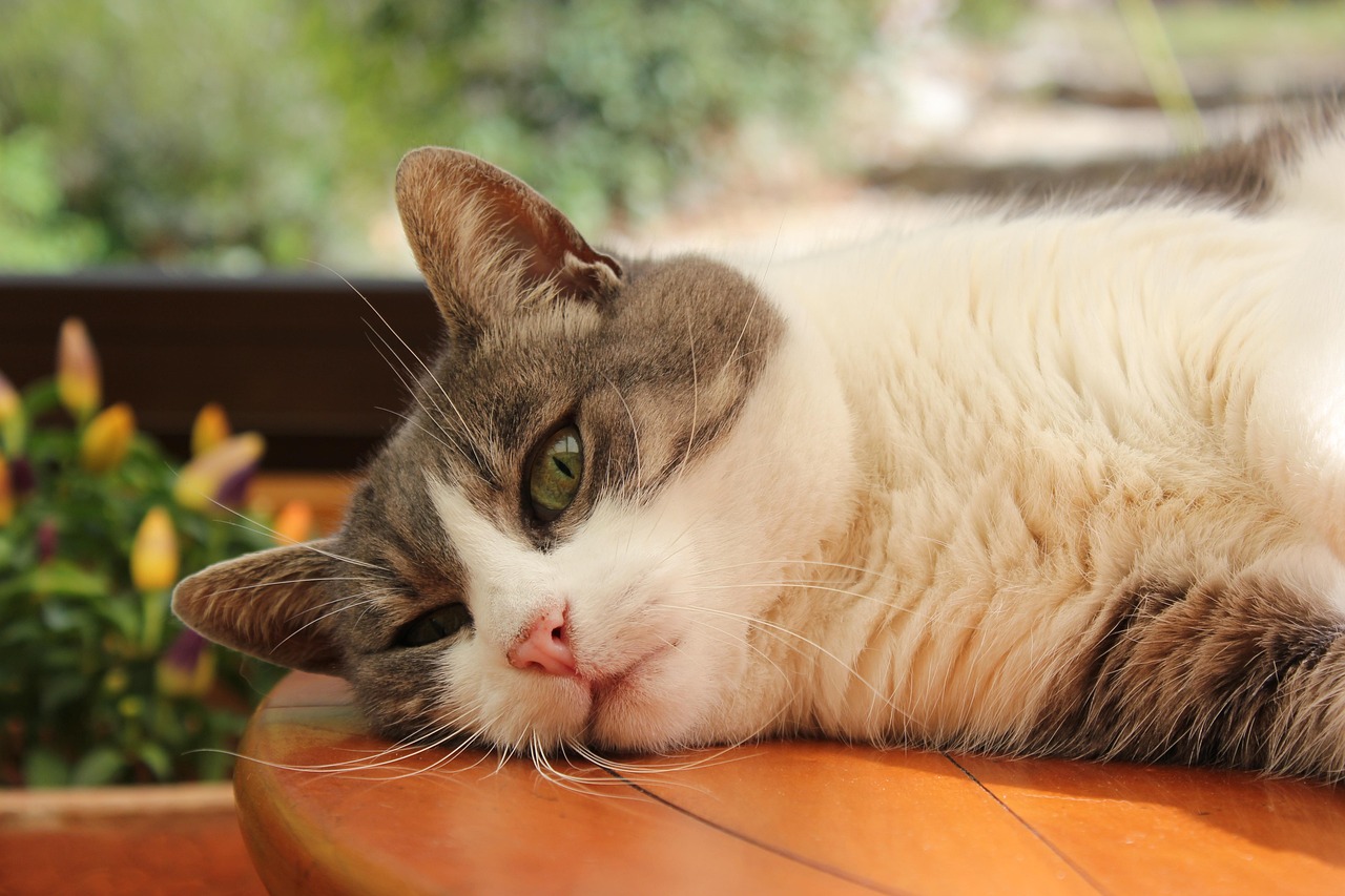 掌上猫猫最新版，猫咪爱好者的最佳伙伴应用