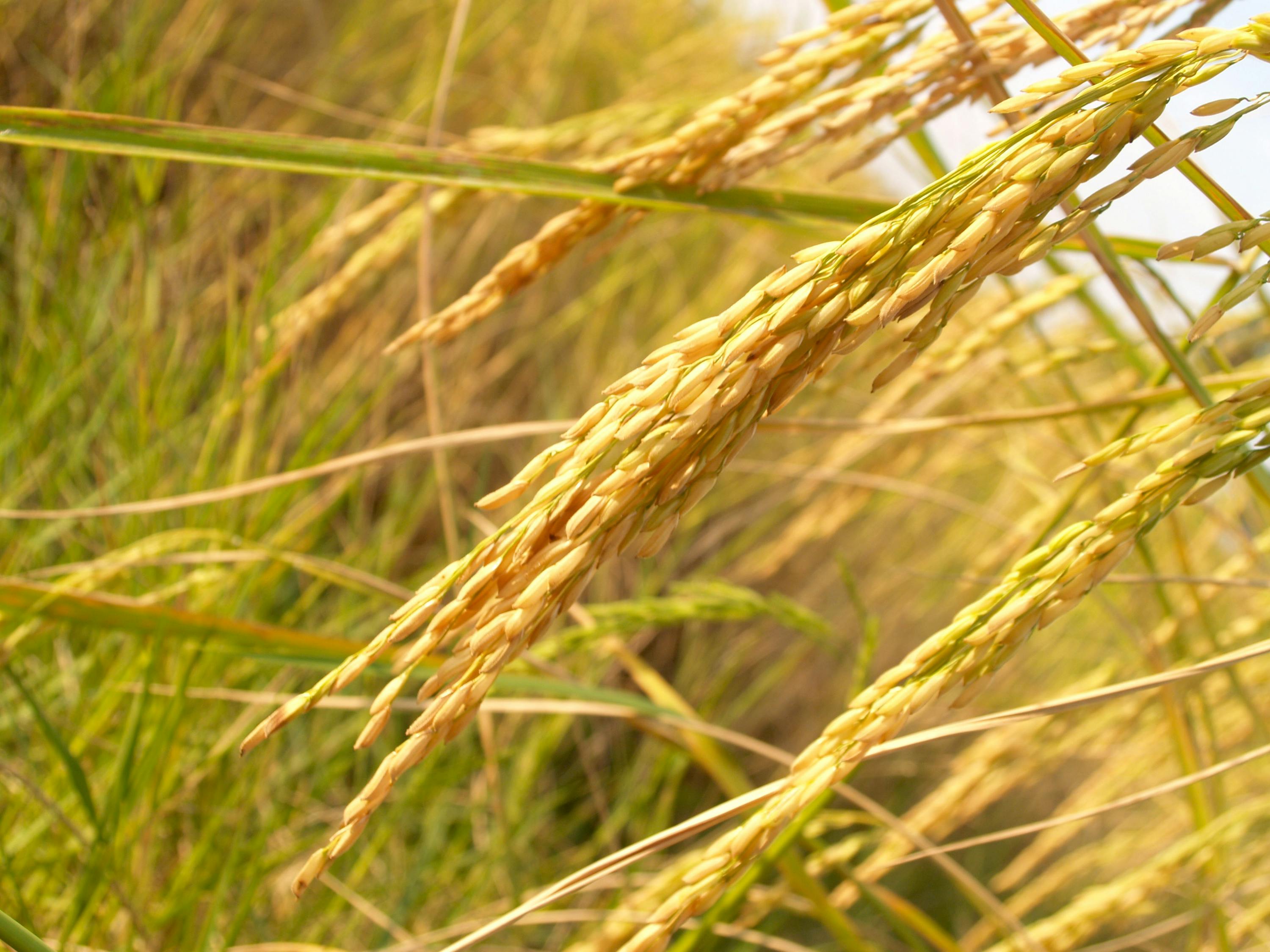 芹菜价格最新行情及分析