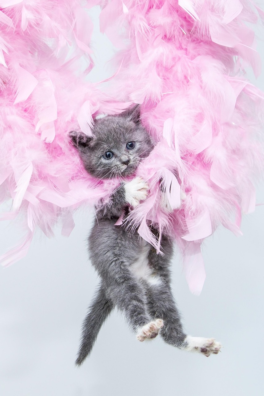 猫咪动漫壁纸，探索猫咪与二次元文化的梦幻结合