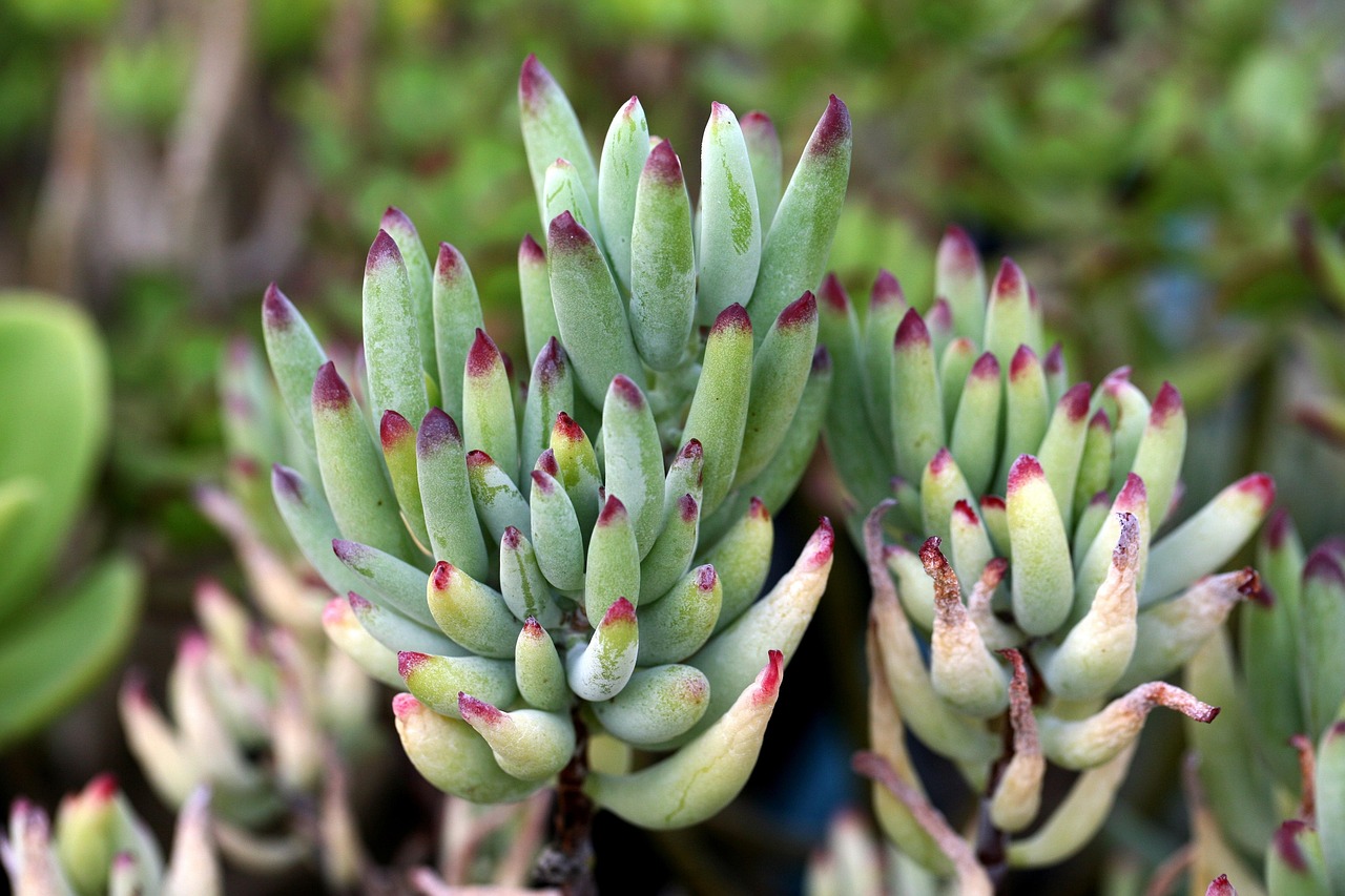 最新花生品种，种植优势、应用前景及展望