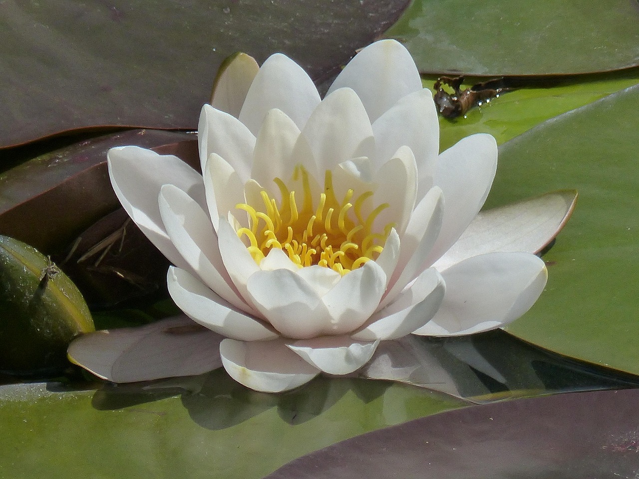 桃运相师最新章节探秘，揭秘相师奥秘与桃花运势