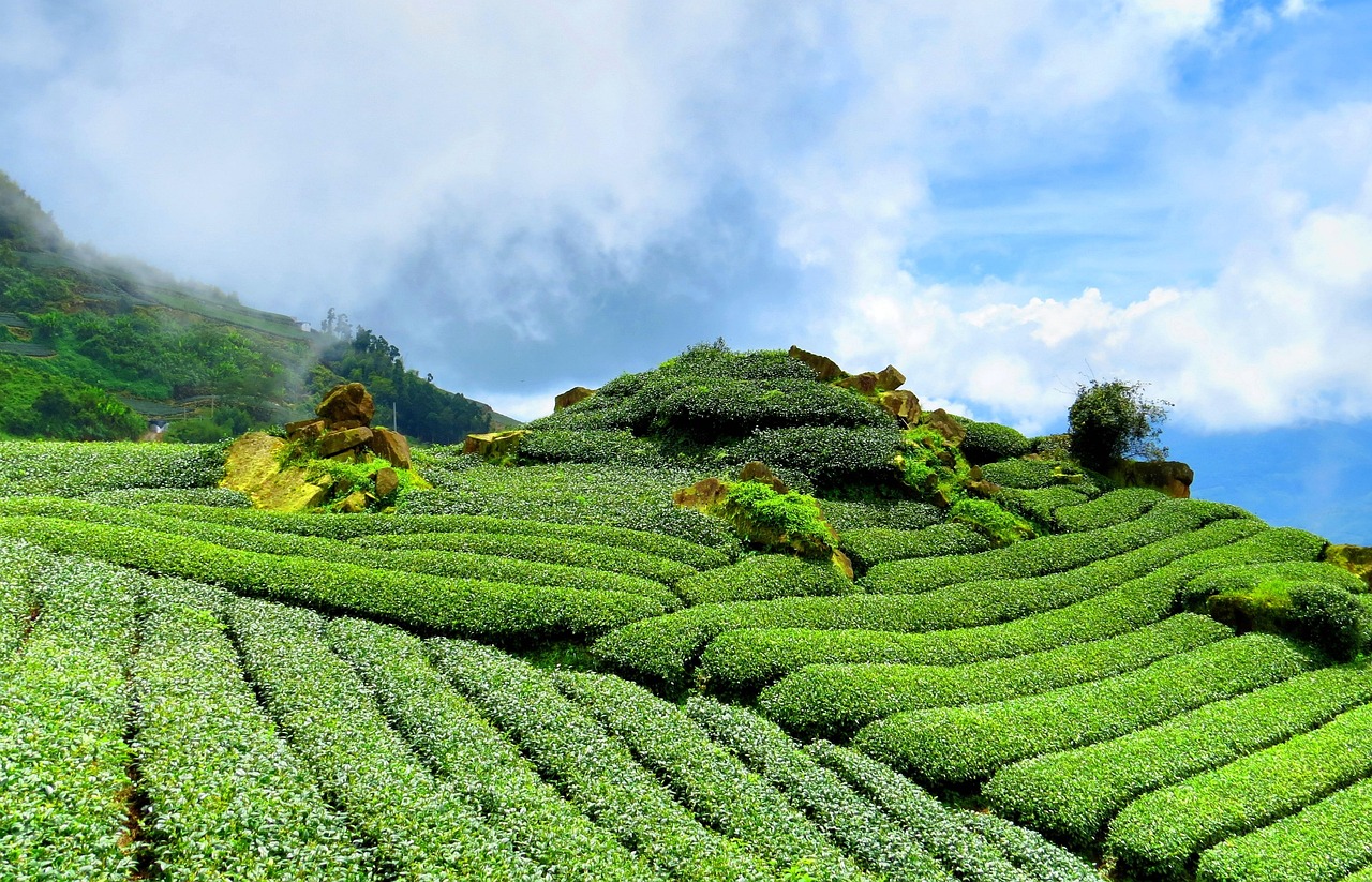 中国上市茶企引领茶叶产业迈向崭新辉煌