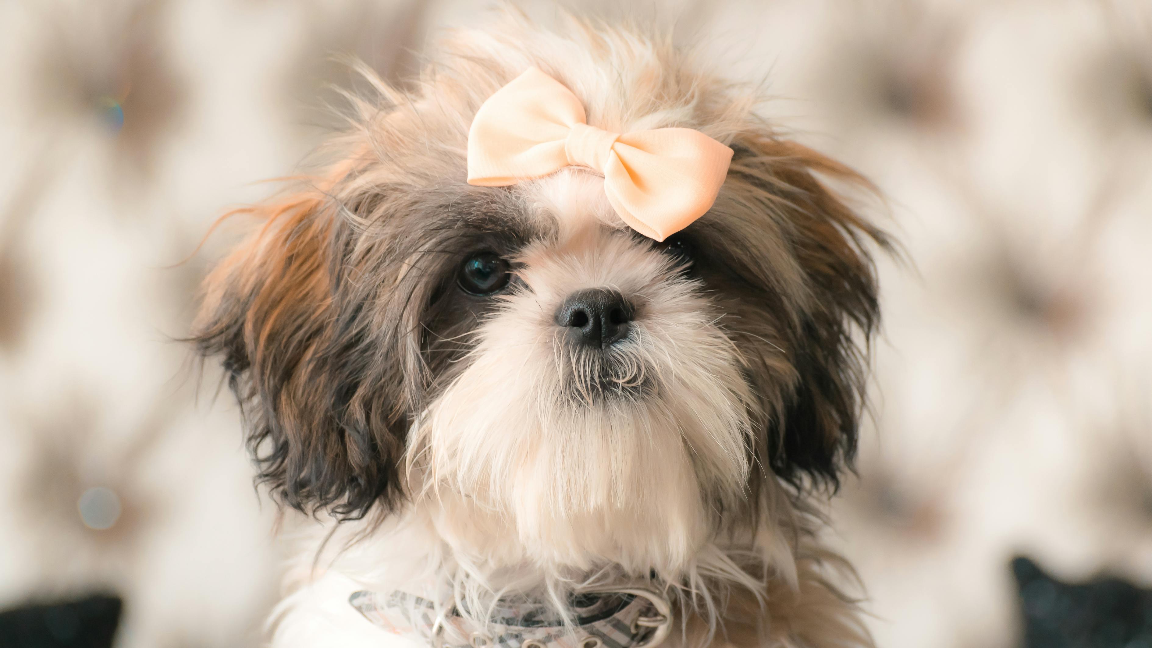 马犬幼犬价格探讨，影响因素及市场动态分析