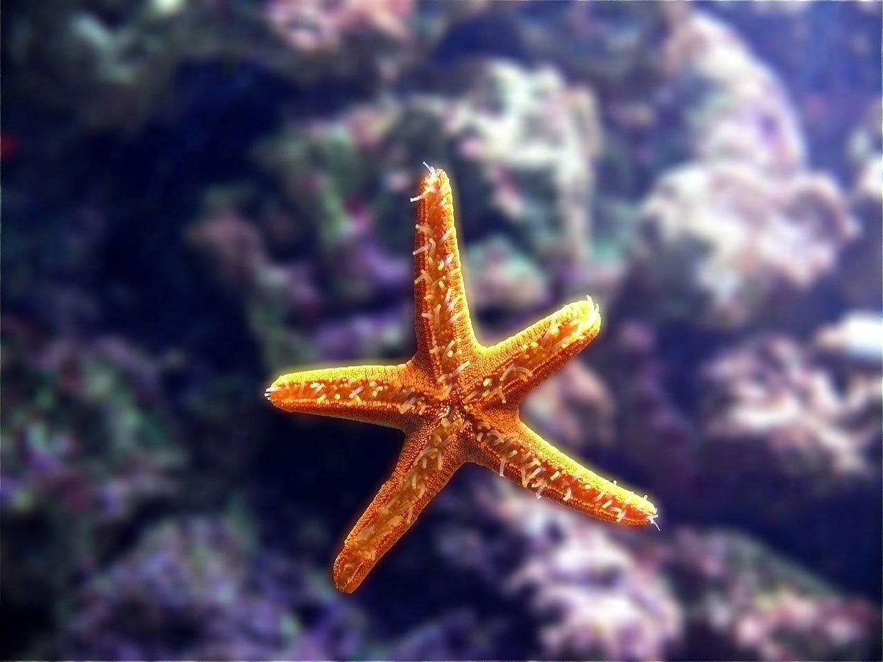 水族明星，璀璨水中精灵的炫目风采