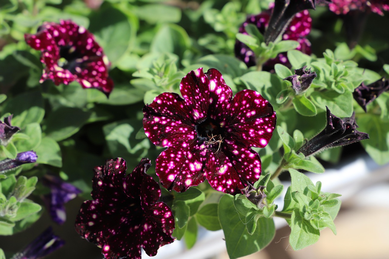 小花电影,光影交织的艺术之花