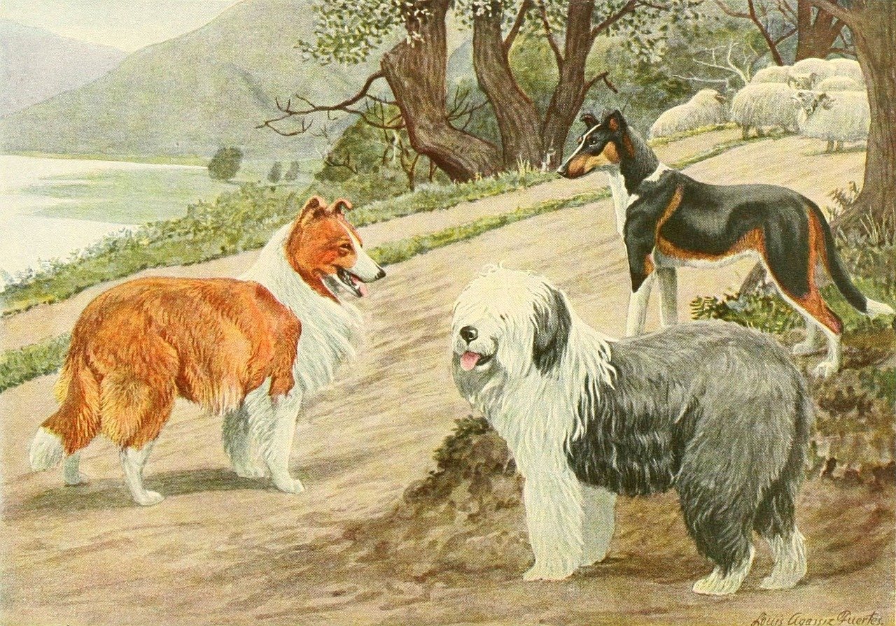 边境牧羊犬价格揭秘，影响边牧价格的多种因素解析
