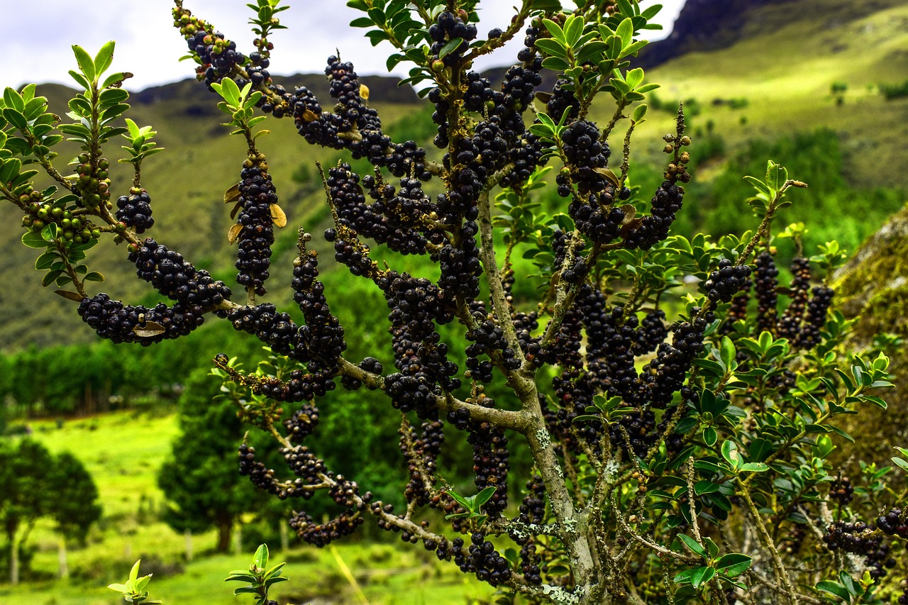 植物大战僵尸2最新版破解版下载攻略及游戏解析,全面解析下载与游戏玩法