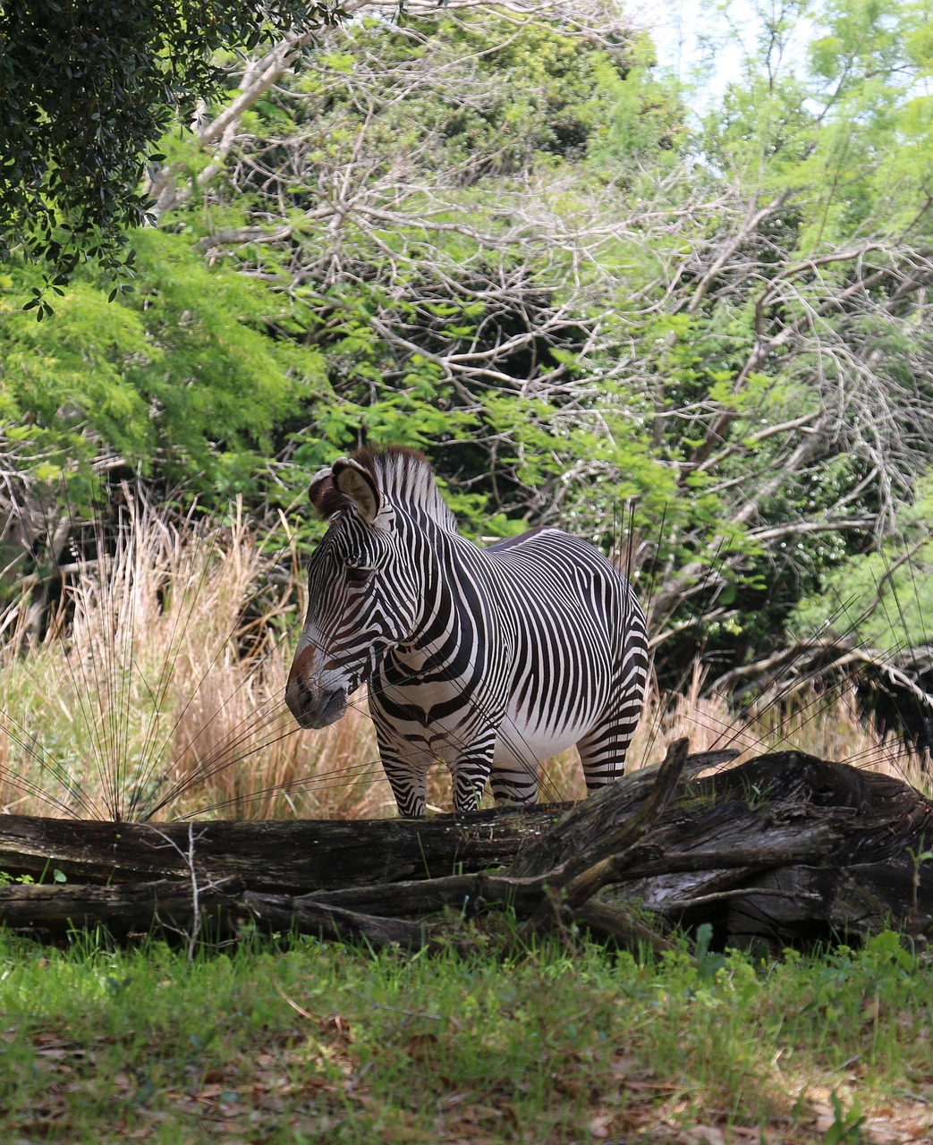 狼群悦悦在成都比赛中的震撼瞬间,照片背后的故事
