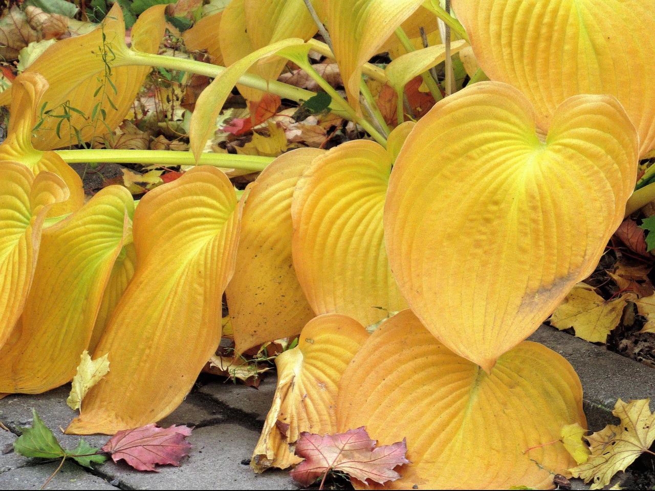 自然之美的微观世界,2017最新多肉植物图片赏析欣赏集锦