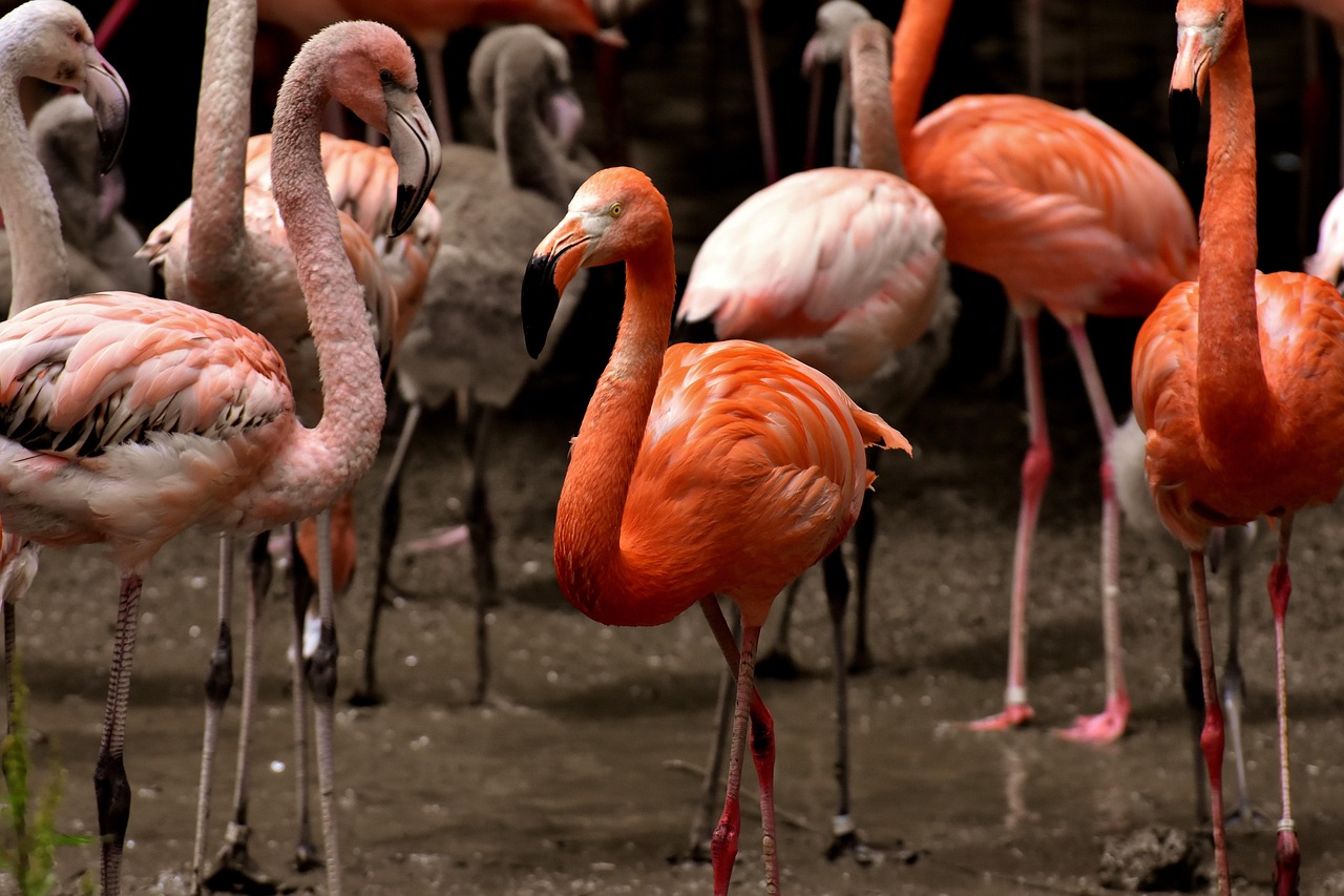 白羽肉鸡价格行情走势分析与预测