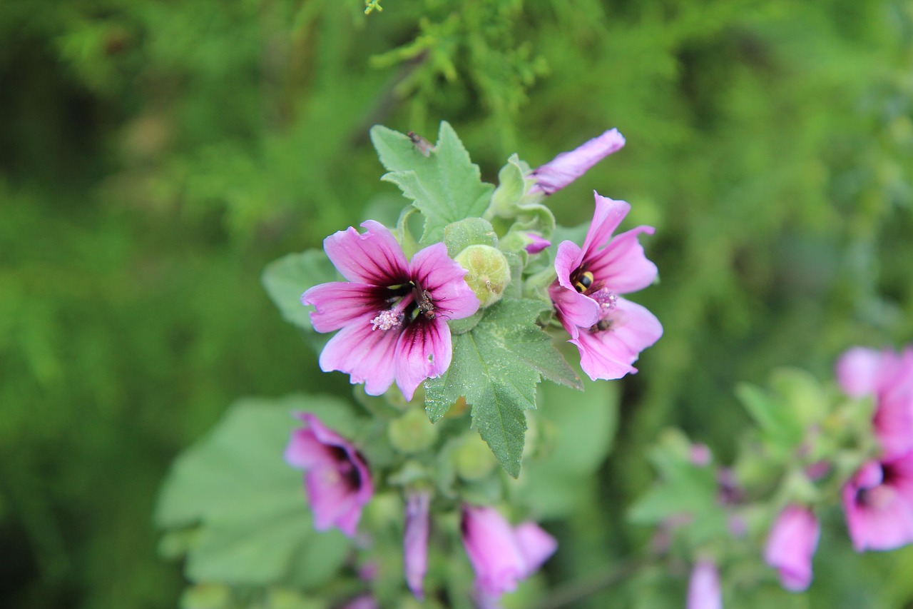 花菜价格的市场波动与影响因素深度解析