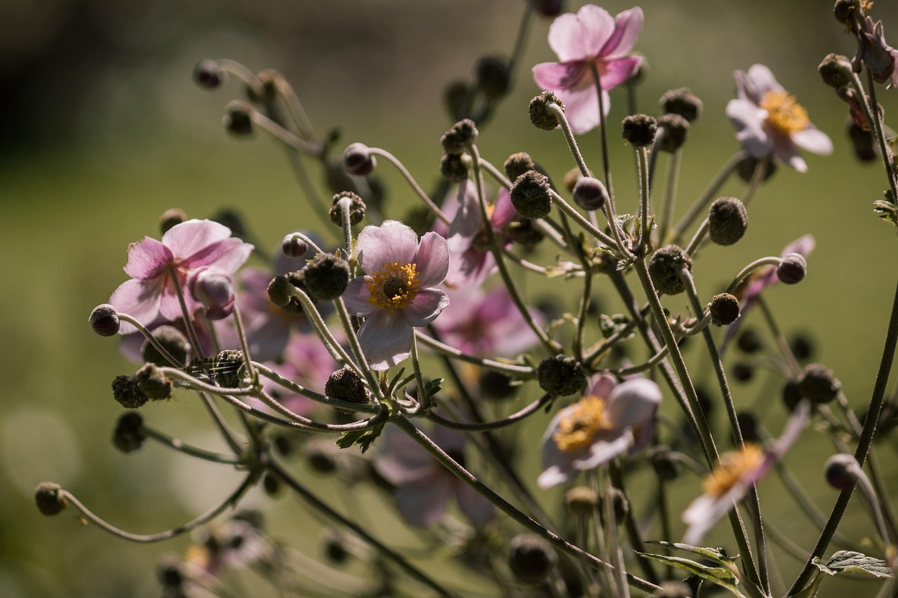 长春地震最新动态解析及应对策略,全面关注与行动指南