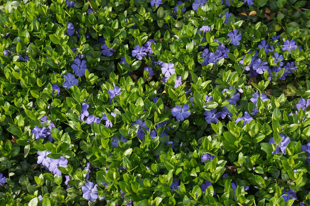 2017年云杉树苗行情深度分析