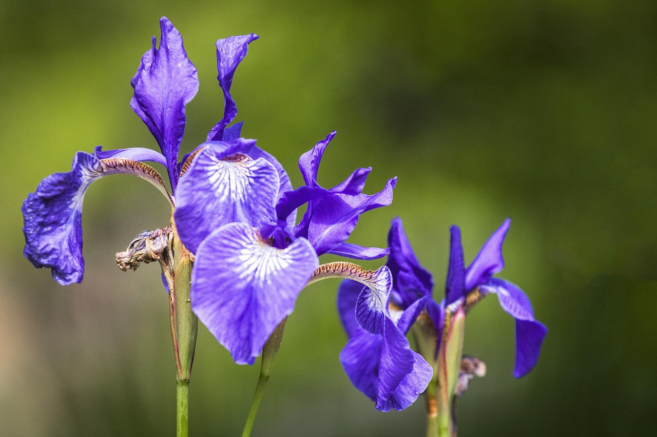 花清晨最新佳作,绽放的艺术与生活完美融合