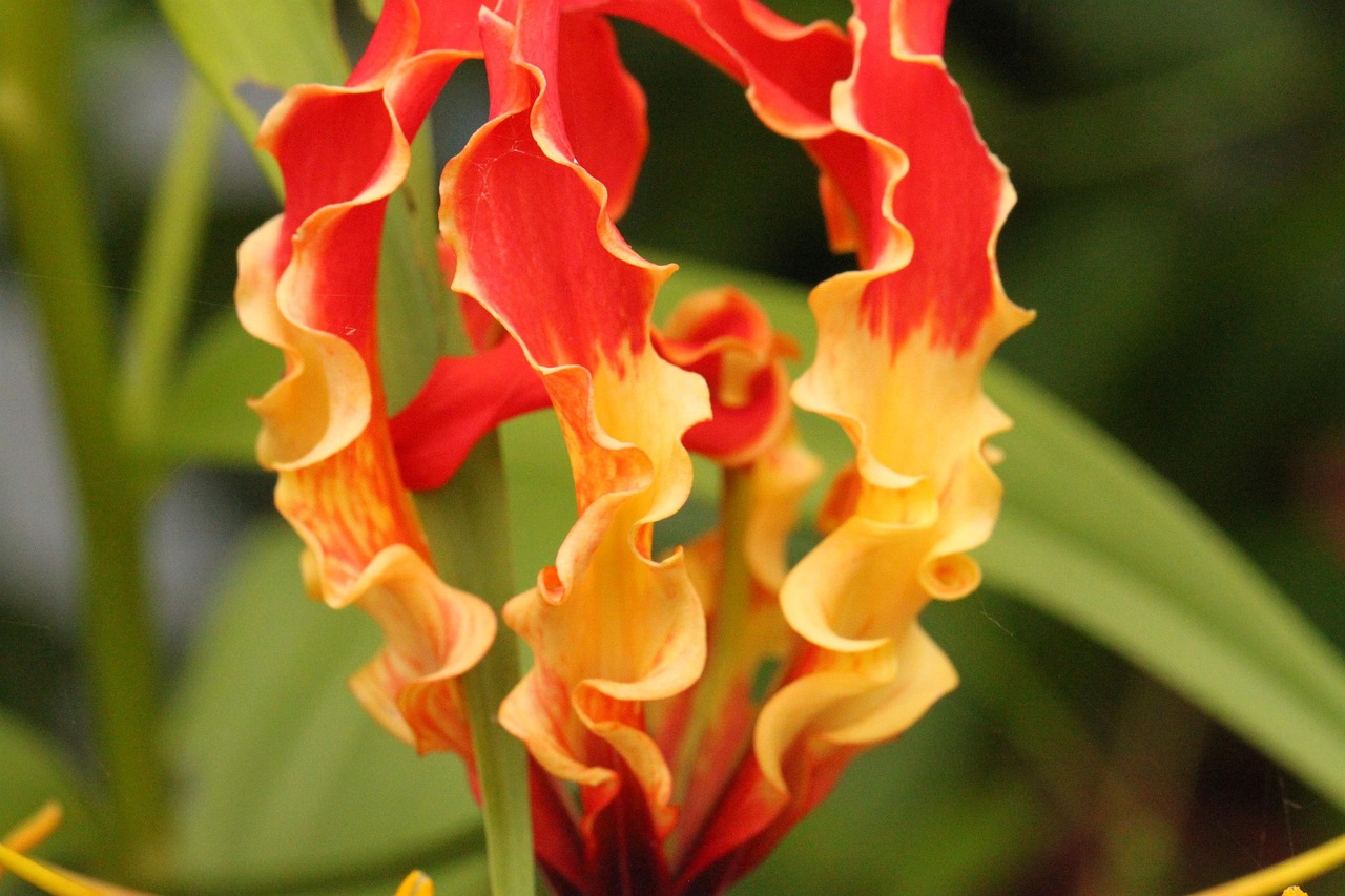 花清晨最新佳作,绽放的艺术与生活完美融合