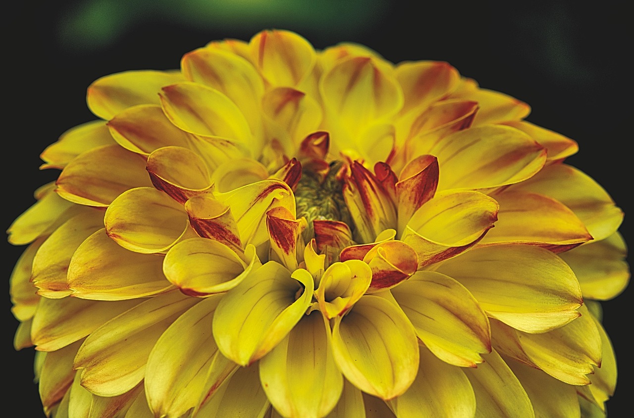 曦月花艺小溪最新作品,展现自然之美的花艺艺术