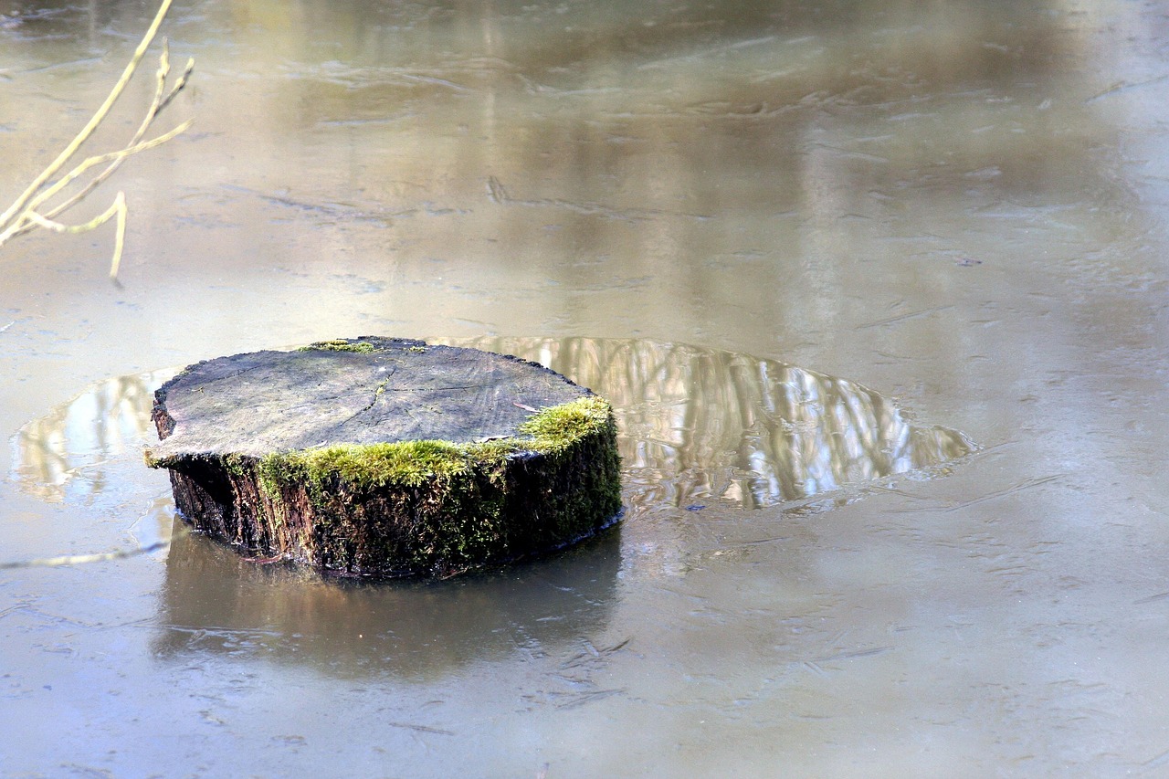 曦月花艺小溪最新作品,展现自然之美的花艺艺术