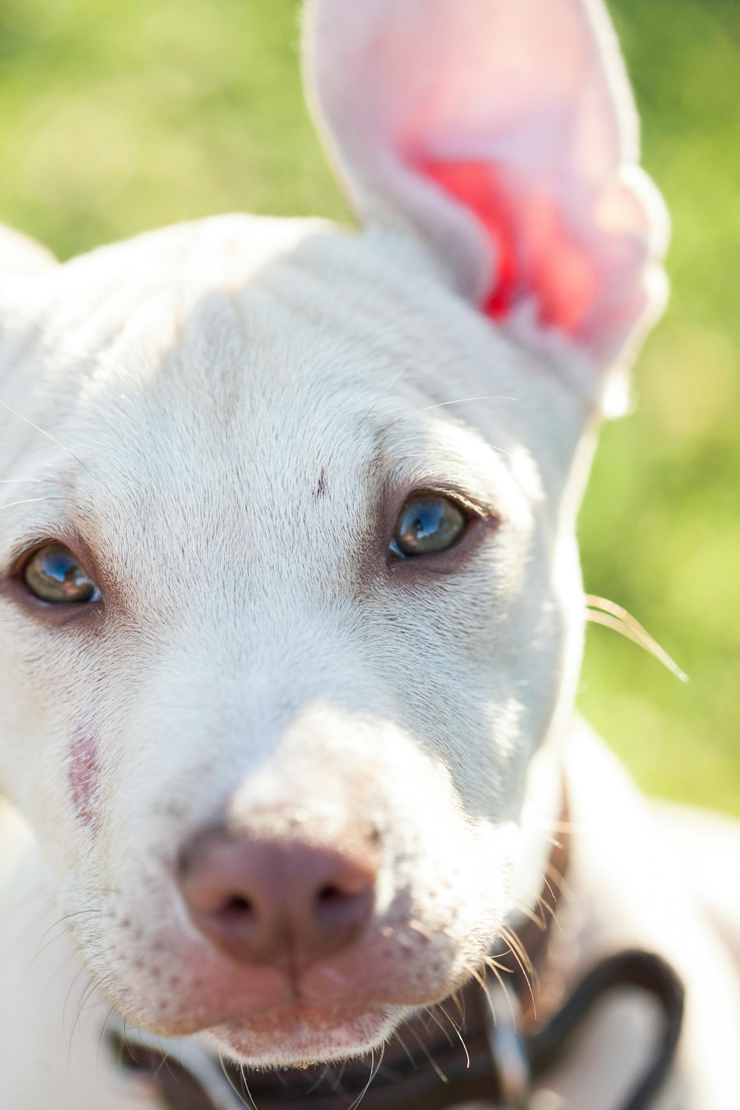 国内比特犬经典赛事,热血竞技,展现犬界精英风采