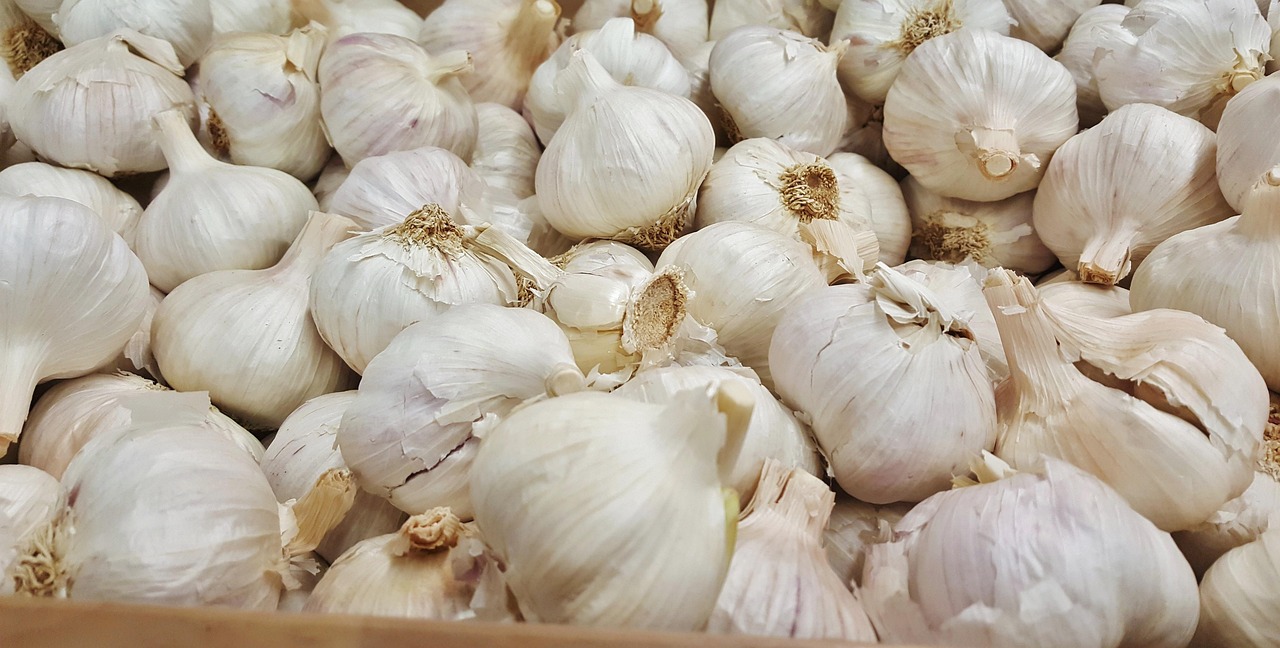 辽宁平菇价格行情深度分析