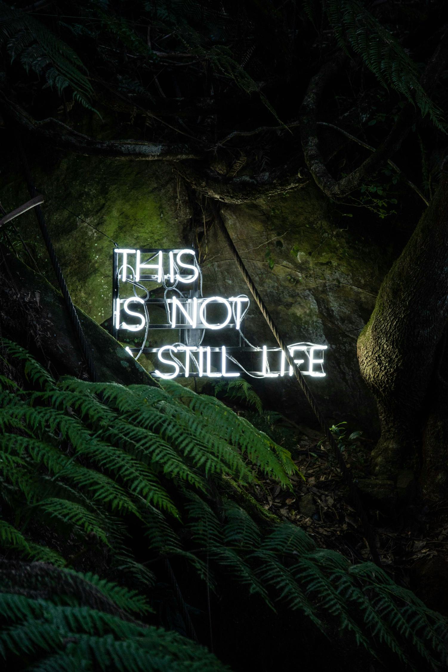 电影血战丛林,生存、勇气与荣耀的较量