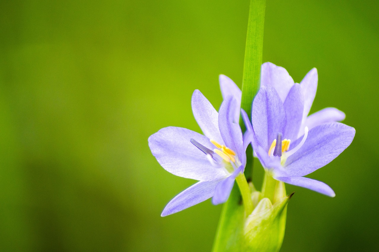 科技前沿洞察,最新手机动态探索与深度解读