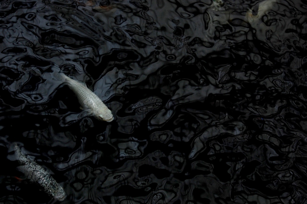 动漫鱼头像,魅力独特之处揭秘