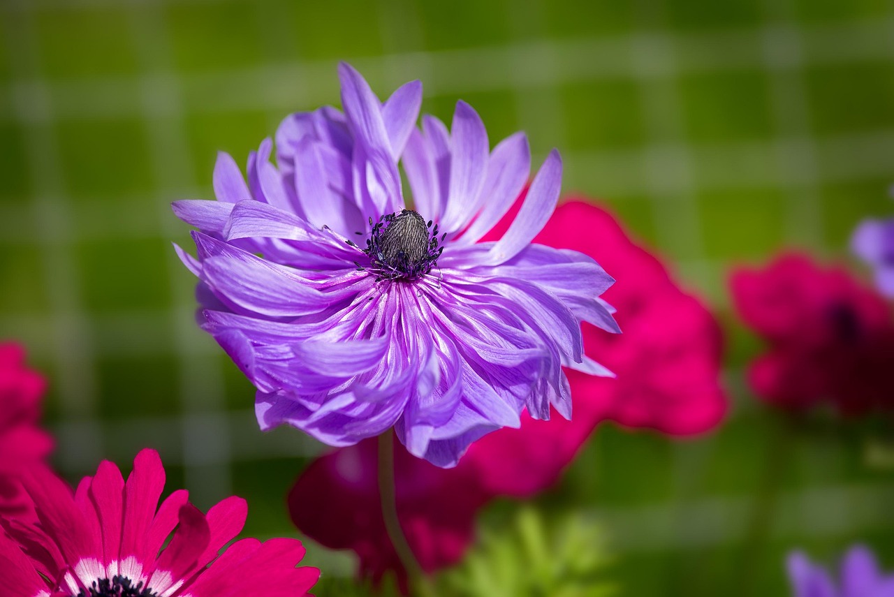 素子花最新作品,绽放的艺术之旅探索