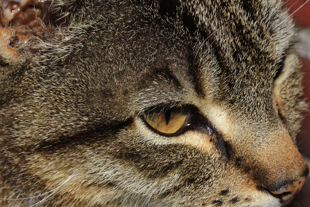 徐集最新招工动态更新