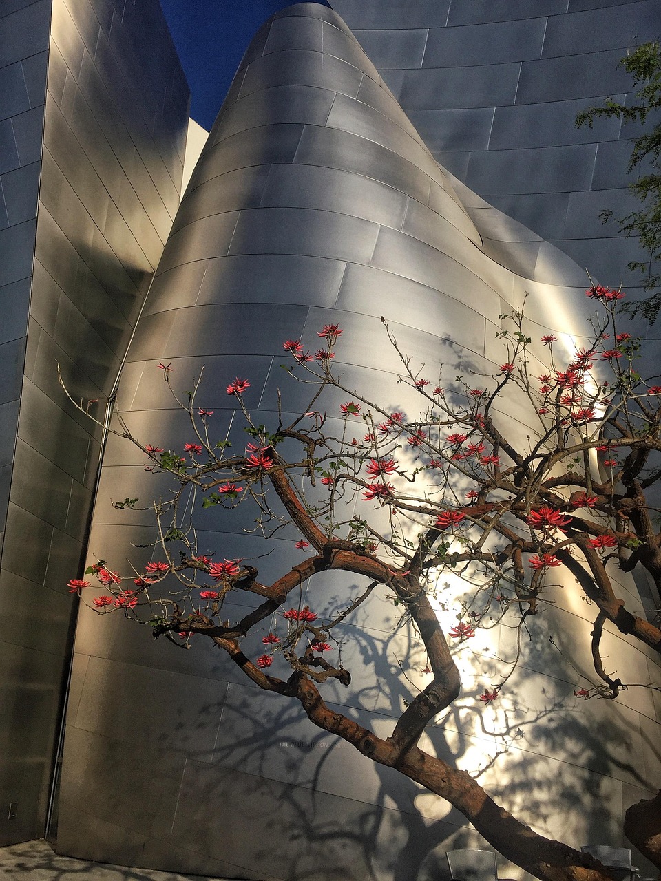 麻城最新公告,城市发展的最新动态、未来展望与未来规划