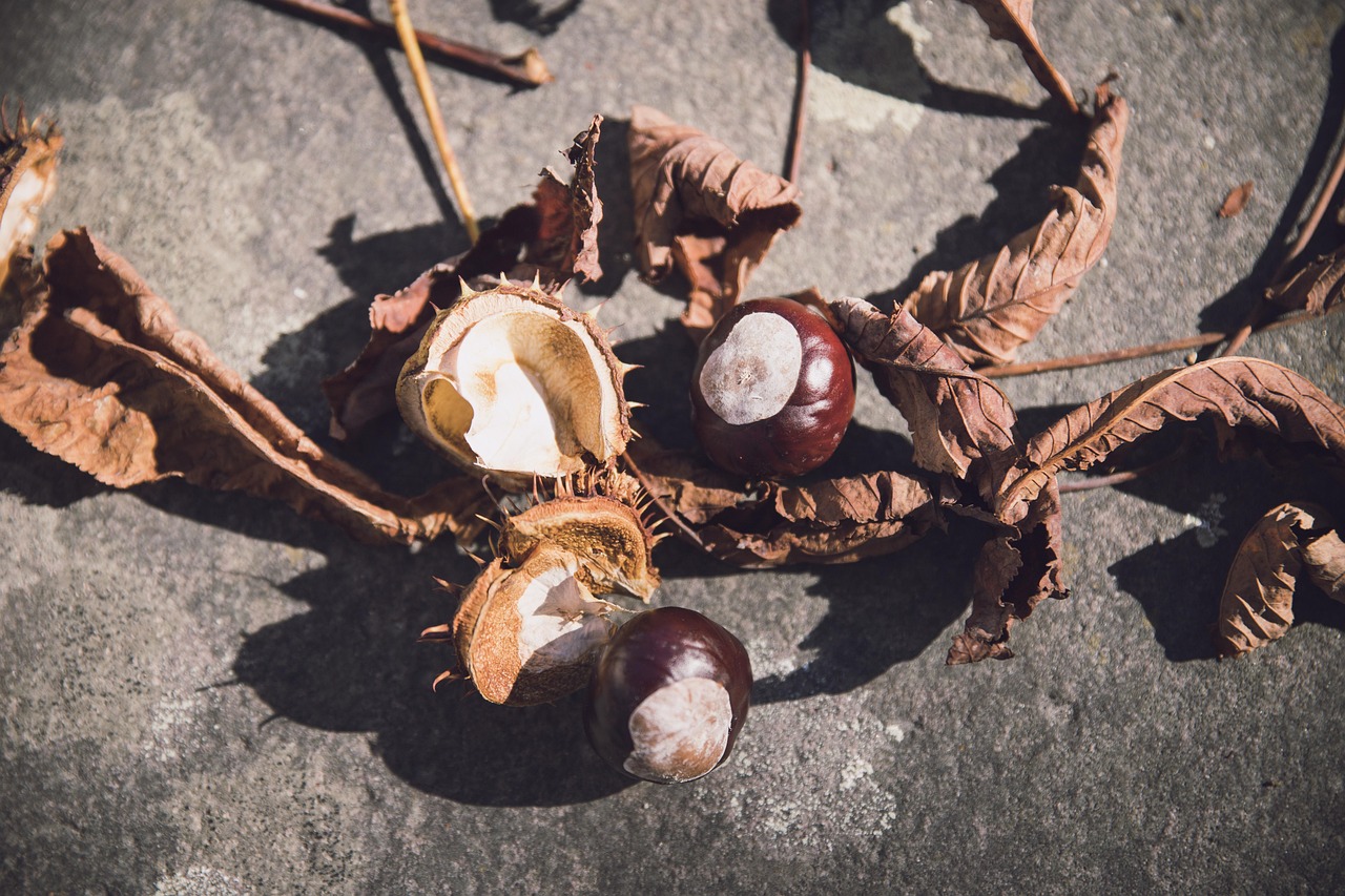 新冠病毒最新动态,全球疫情现状与未来展望分析