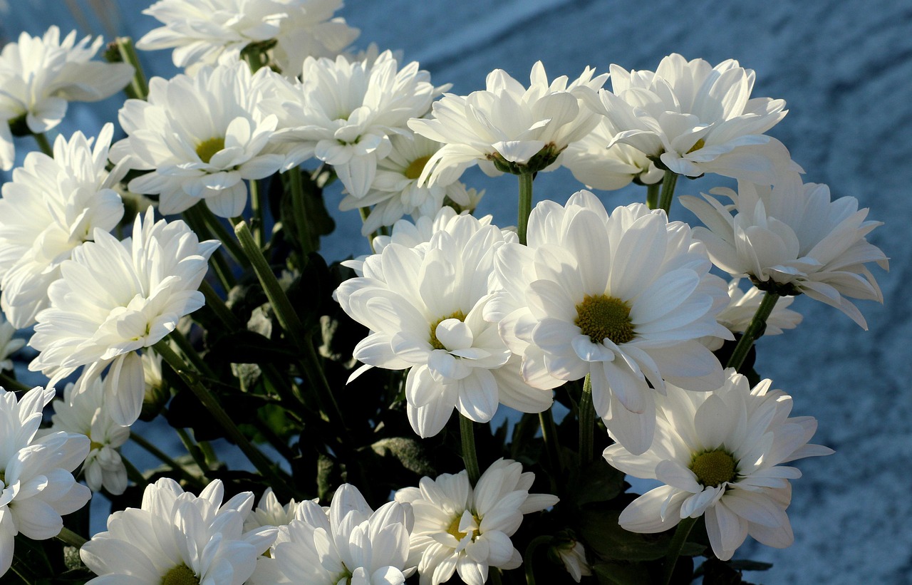 花电影,艺术魅力的绽放与视觉盛宴的呈现