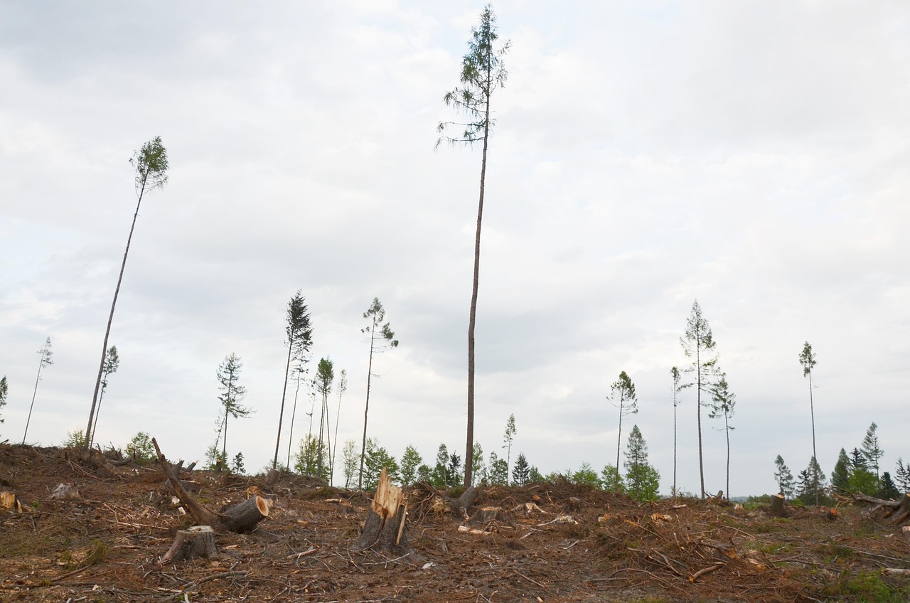 最新洪水暴雨消息及应对自然灾害挑战的策略