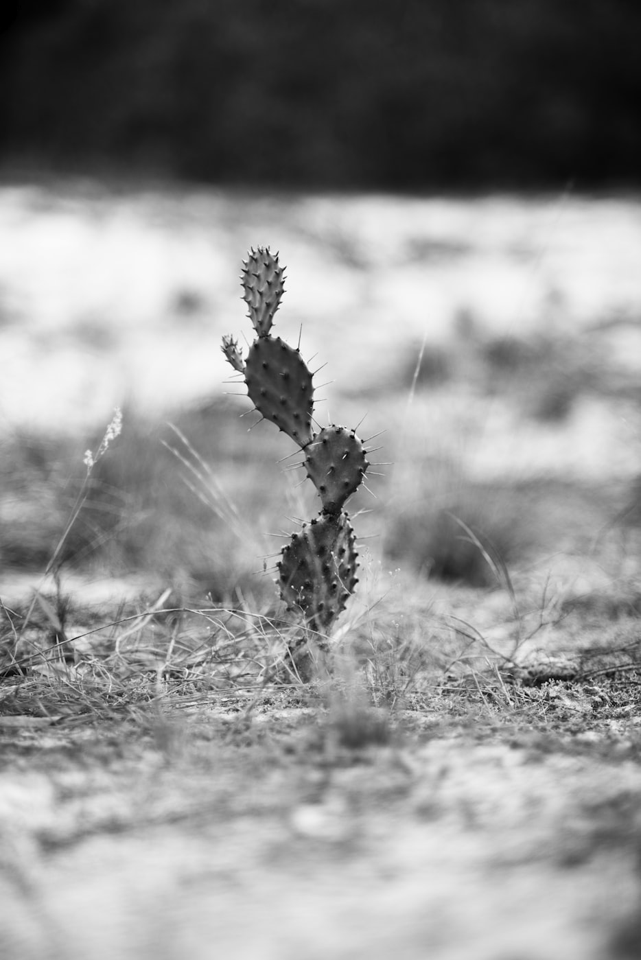 最新伤感情语,触碰心灵深处的哀伤与失落