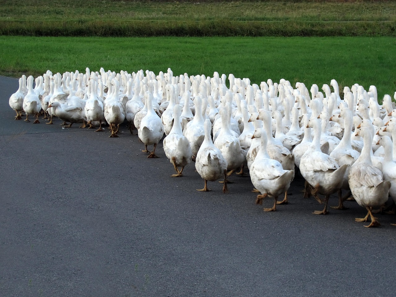 最新猪舍驱蚊技巧,打造舒适环境,促进健康养殖