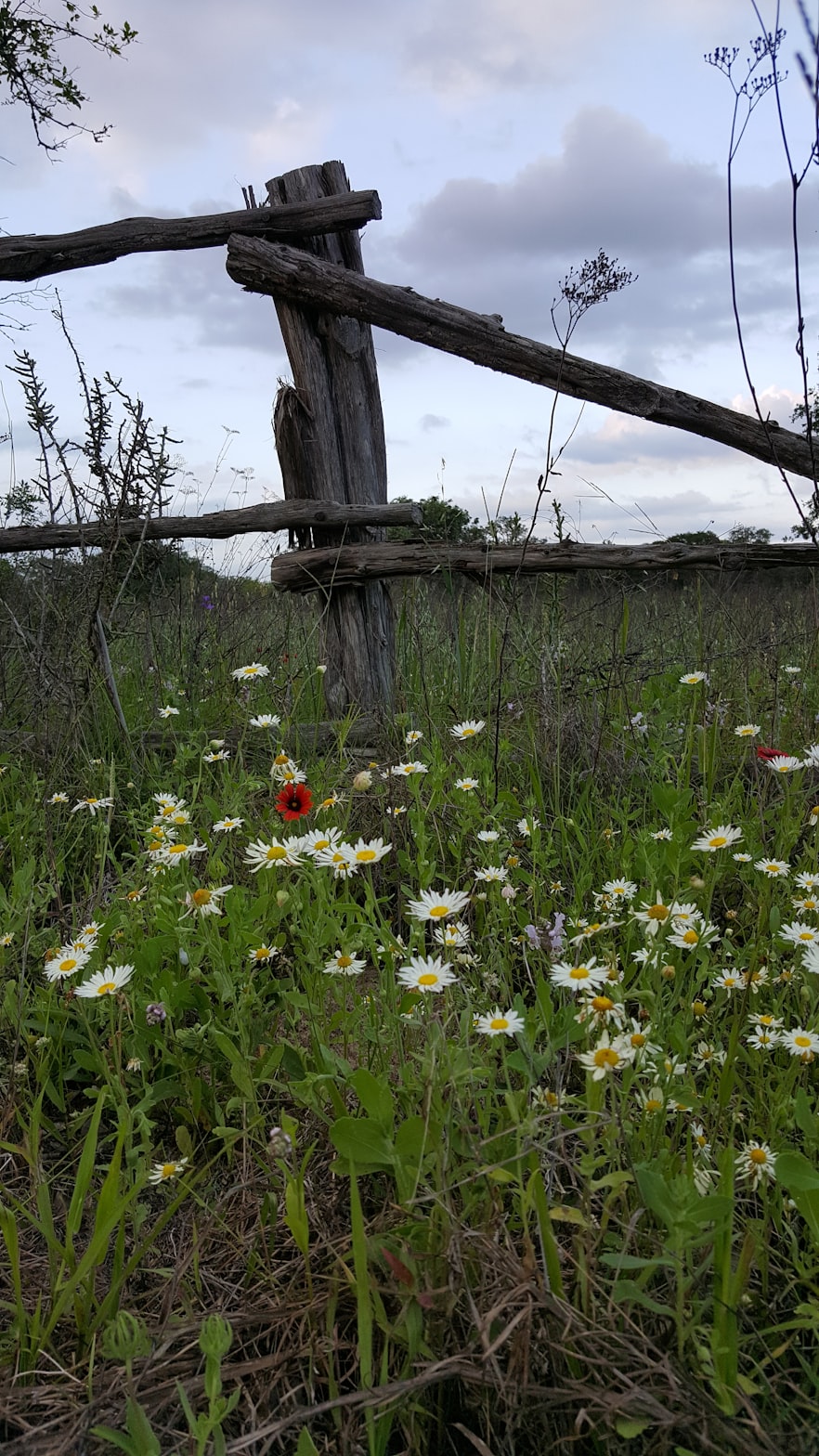 野花最新网址,数字化平台探索自然之美
