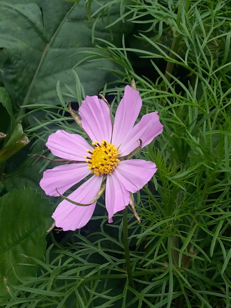 野花最新网址,数字化平台探索自然之美