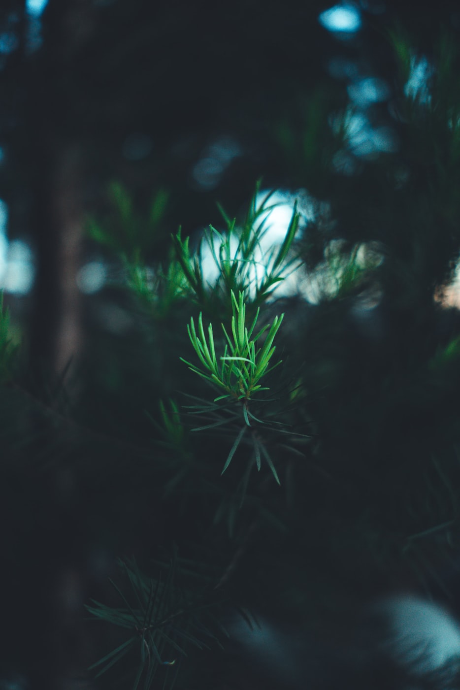 沉睡花园,心理悬疑剧完整版免费观看